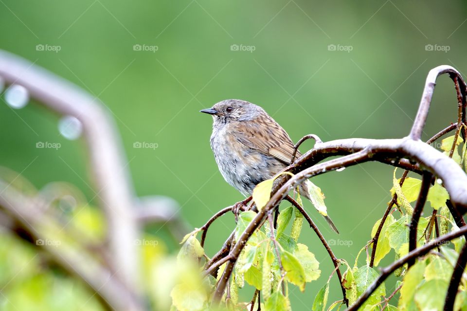 a sparrow on a branch