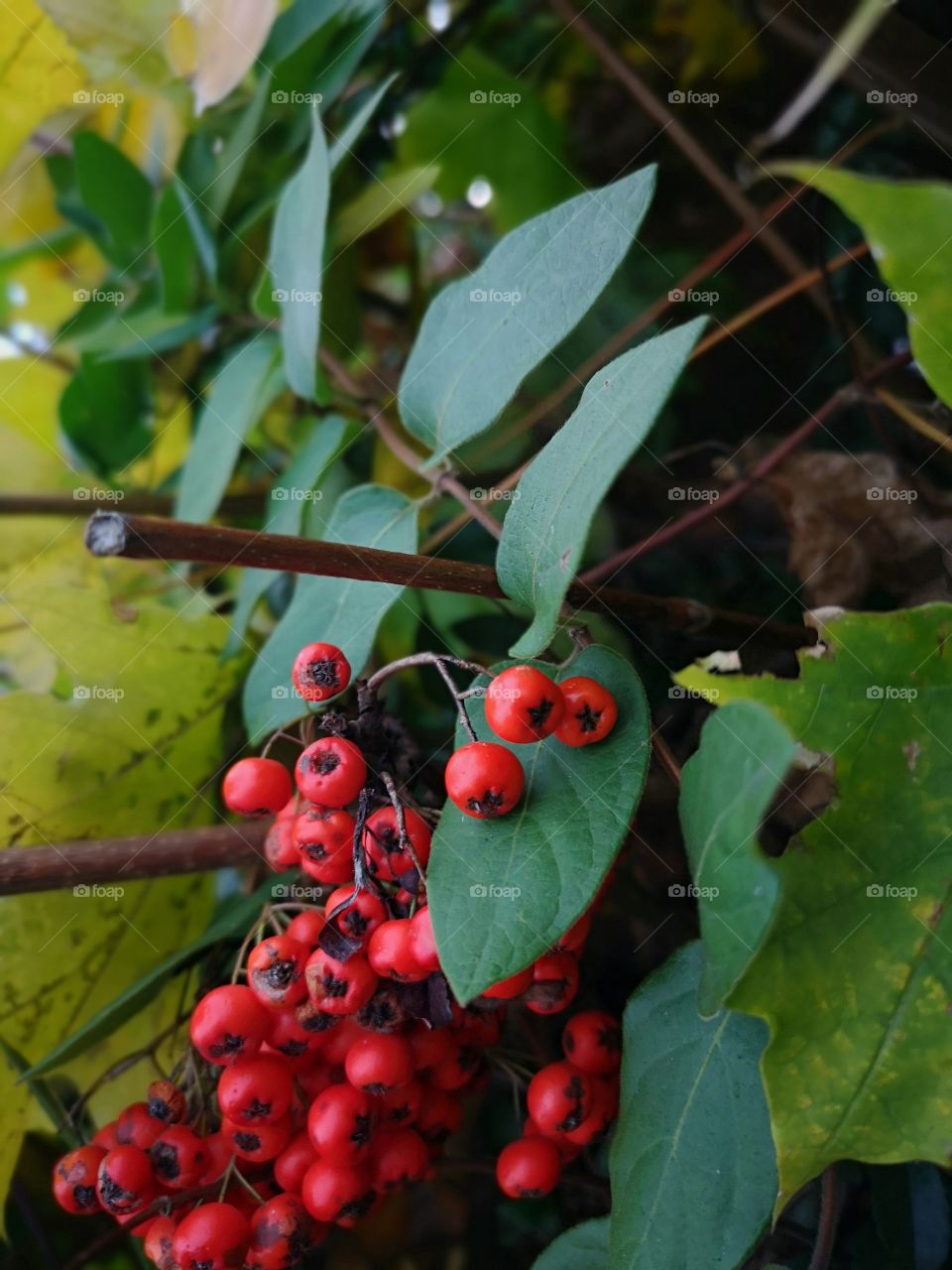 30-10-18 Daily pics berries fruit