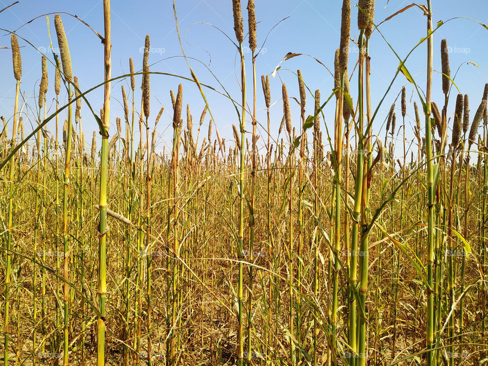 backdrop of ripening ears of millet field on the afternoon blue sky background. Copy space of the setting sun rays on horizon in rural meadow Close up nature photo Idea of a rich harvest