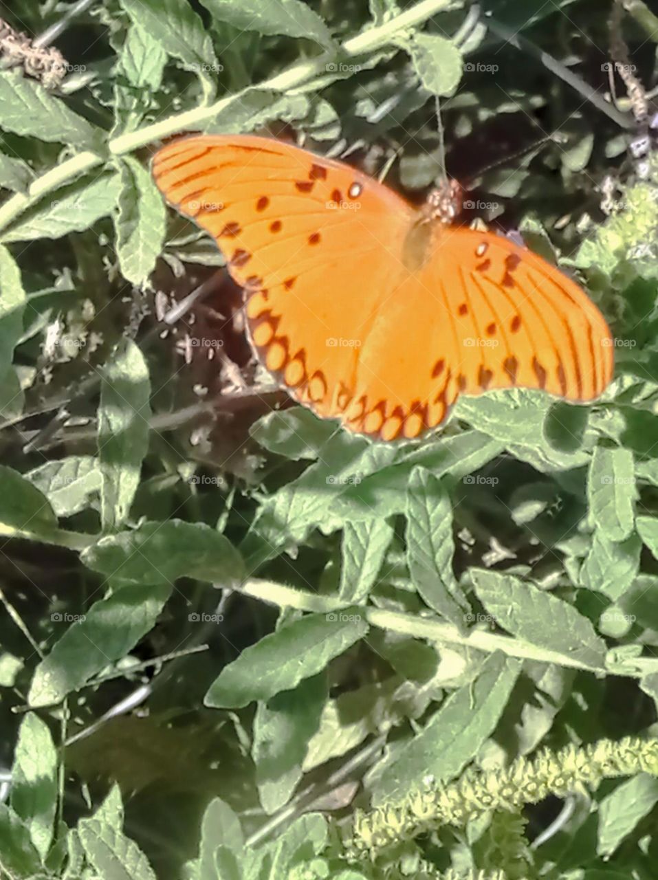 liberty to fly / libertad para volar