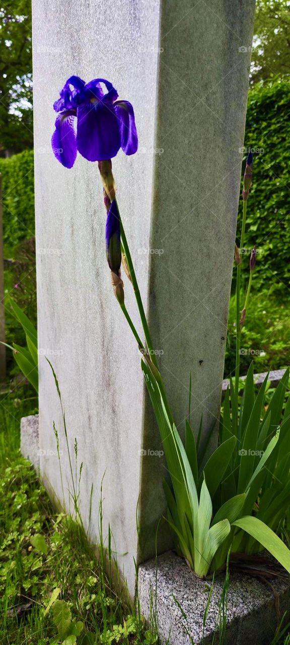 A singular lily next to a gravestone in the “Nordfriedhof”, the northern cemetery in “Munich”, the capitol of “Bavaria “, Germany. 2023. Hypnotic Productions