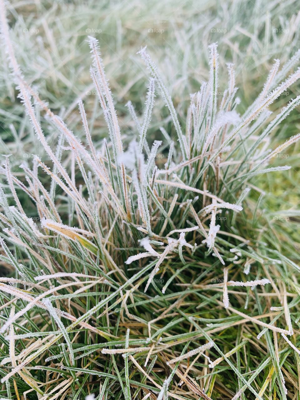 Frosty grass on a cold afternoon