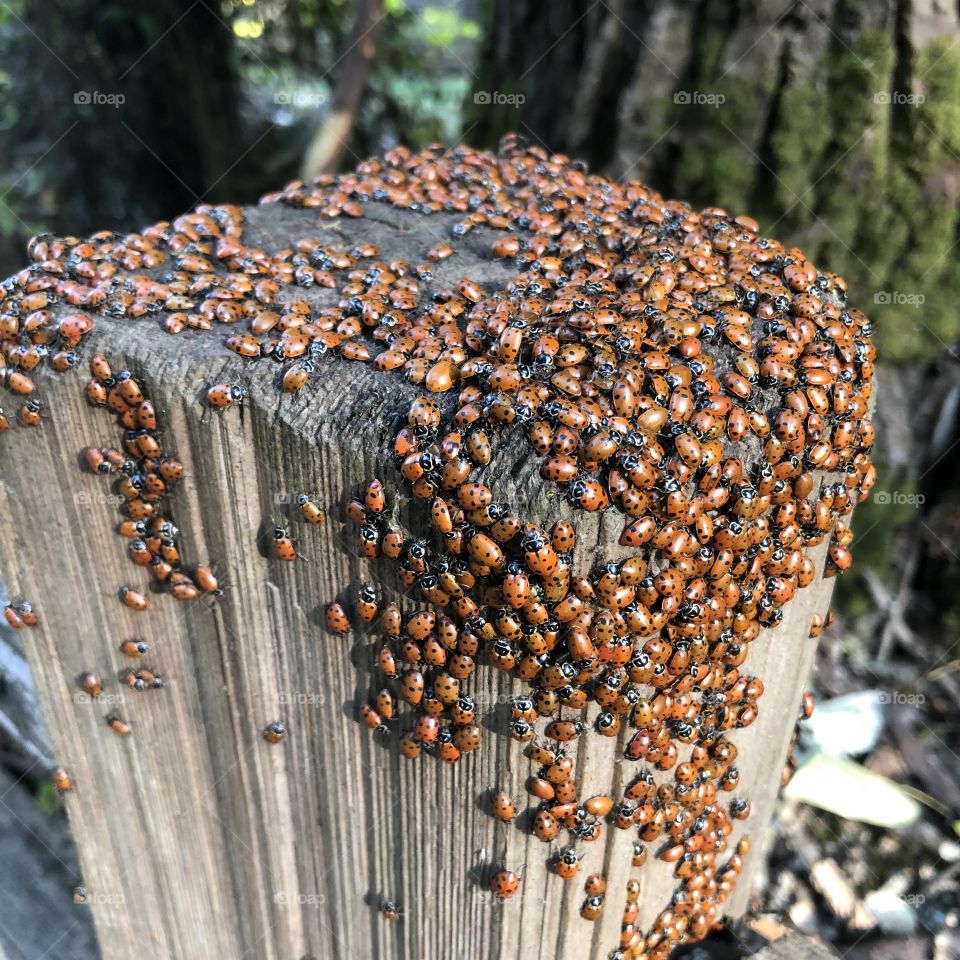 Tons of lady bugs are clustered together in the forest on a quiet trail, preparing for winter. 