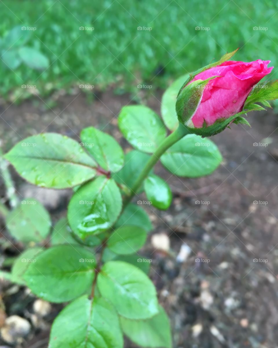 A #Primavera é de fato a estação das #flores. Nunca desabrochou essa #roseira, e hoje... tchã-tchã-tchã-tchã!!!
🌹 
#Natureza
#flor
#jardim