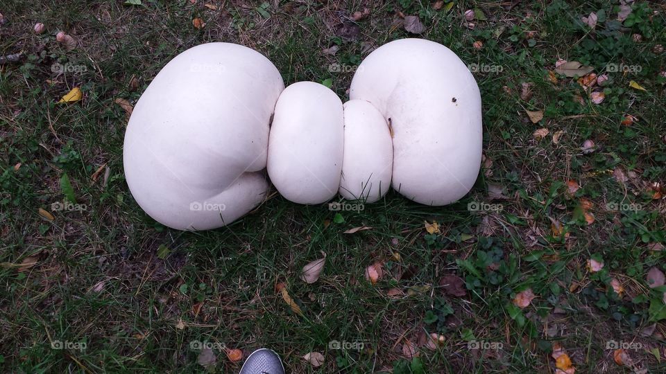 puffball mushroom with shoe for scale
