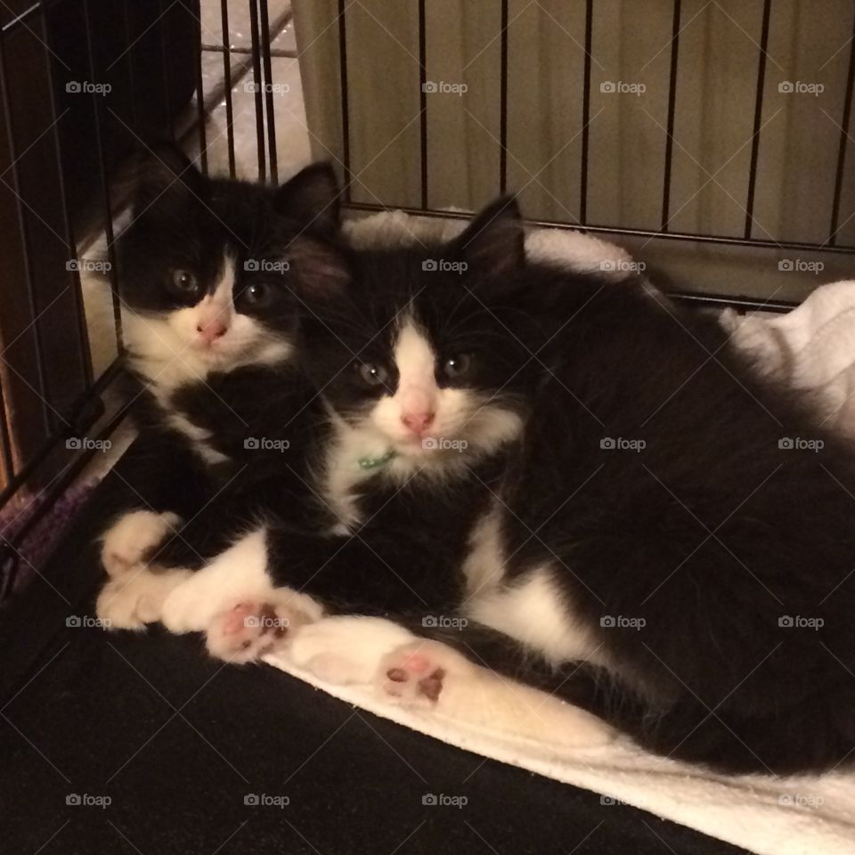 Sibling kittens