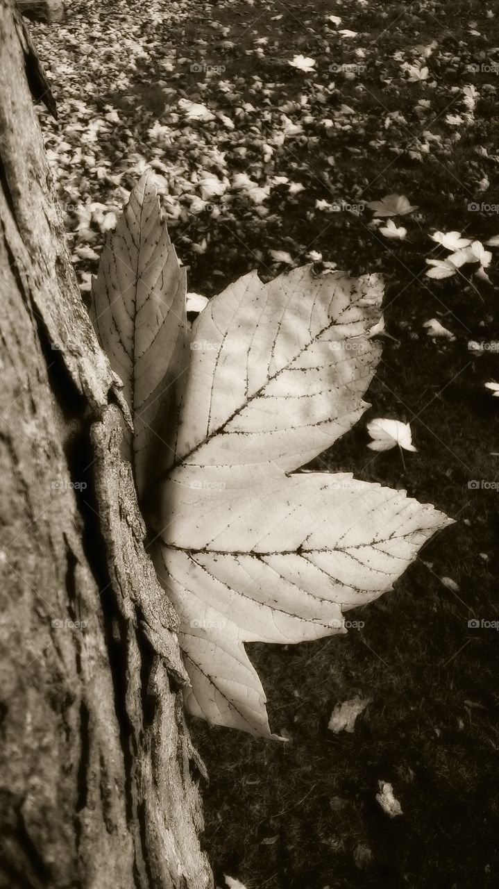 No Person, Leaf, Nature, Tree, Wood