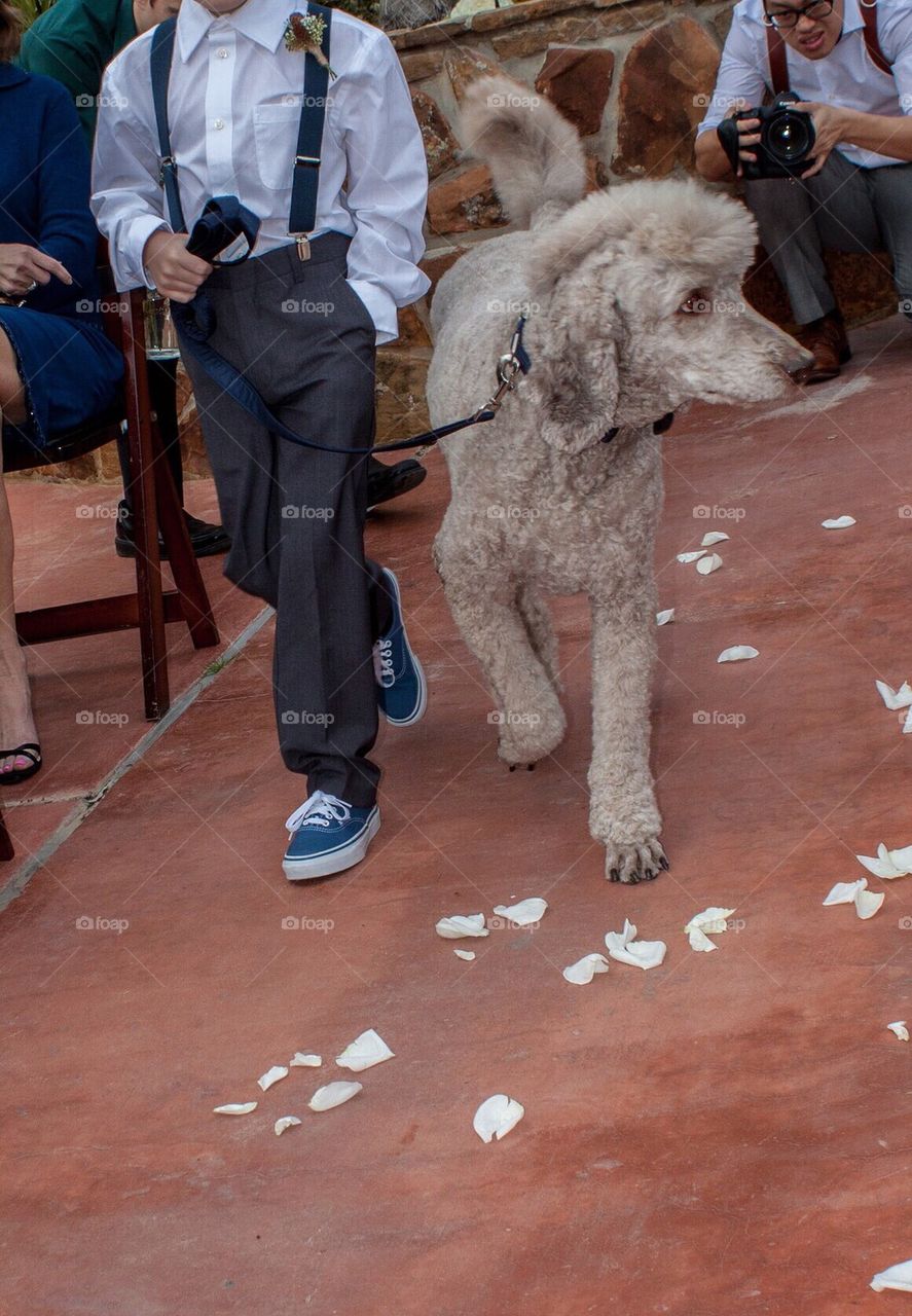 Wedding Dog