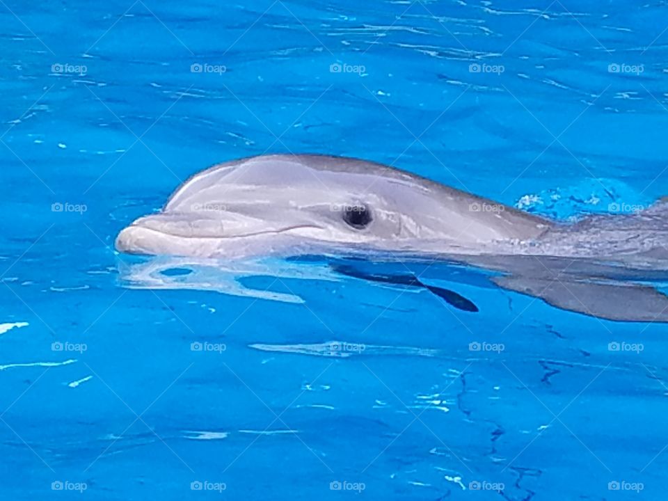 swimming dolphin smile