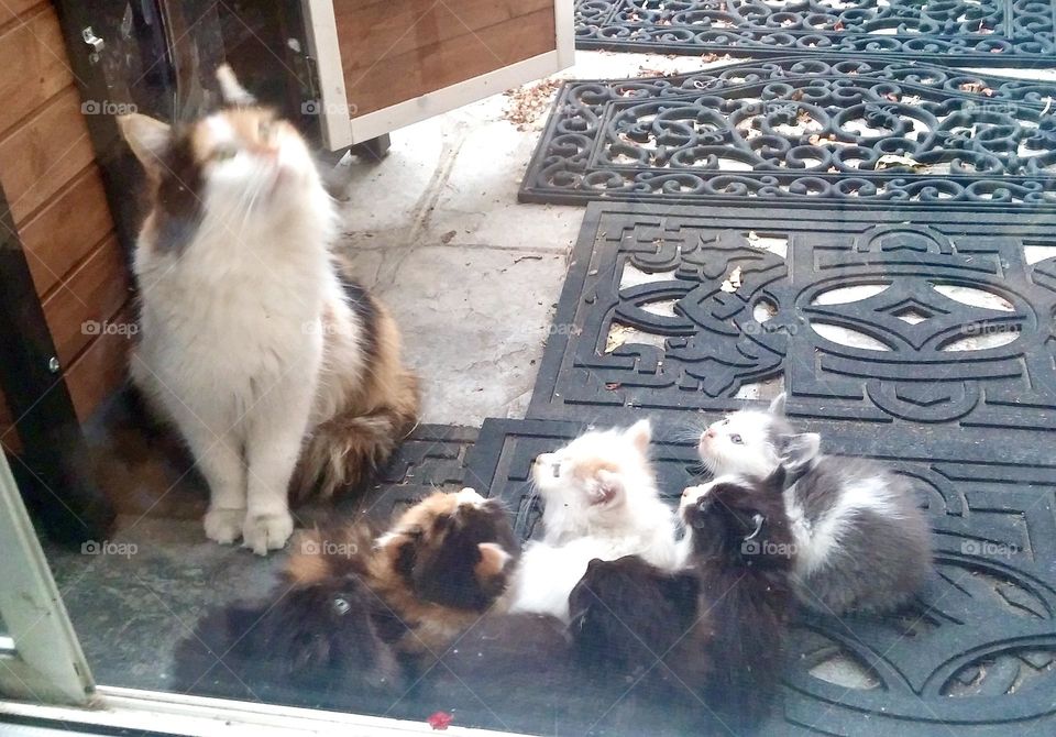 It’s fun to watch this mother cat teach her kittens how to look for birds!
