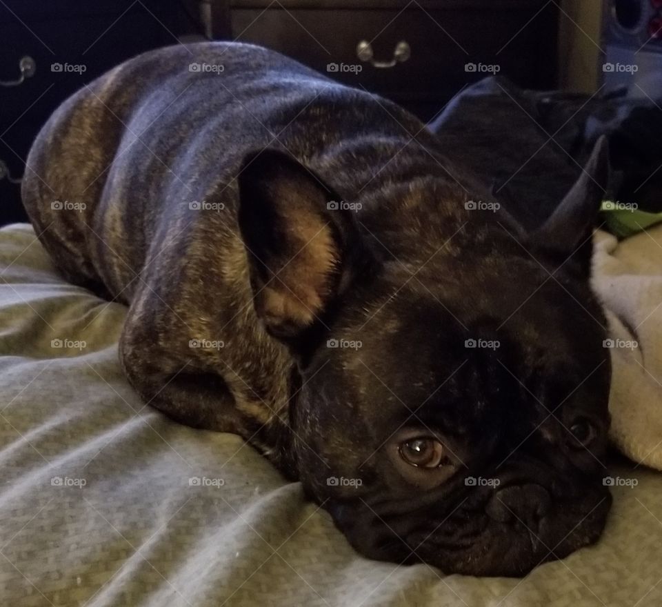 French Bulldog.  Guilty face