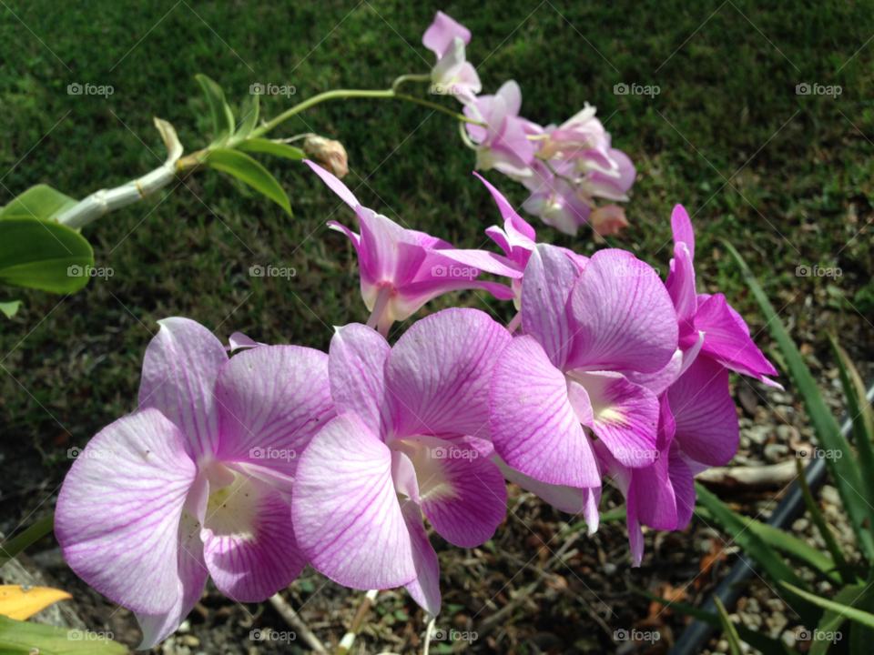 floeida garden nature pink by jmsilva59