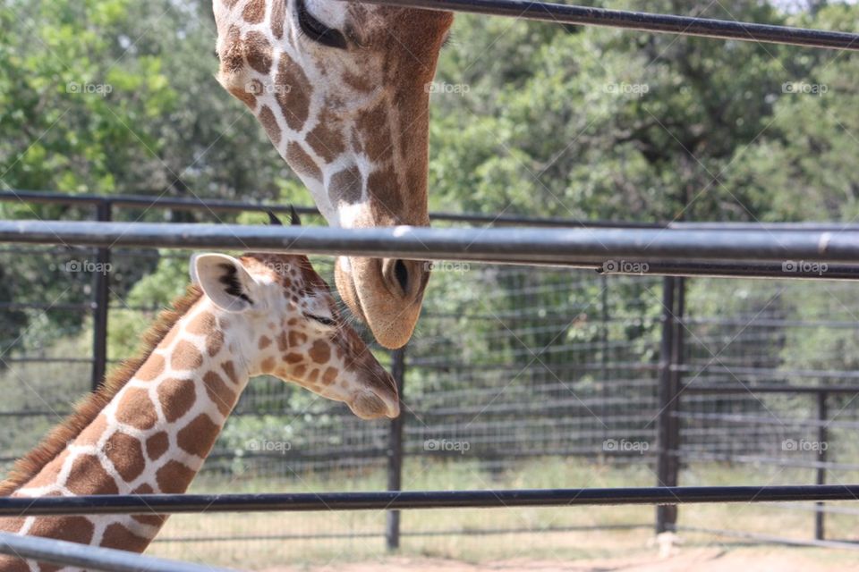 Mama giraffe and baby 