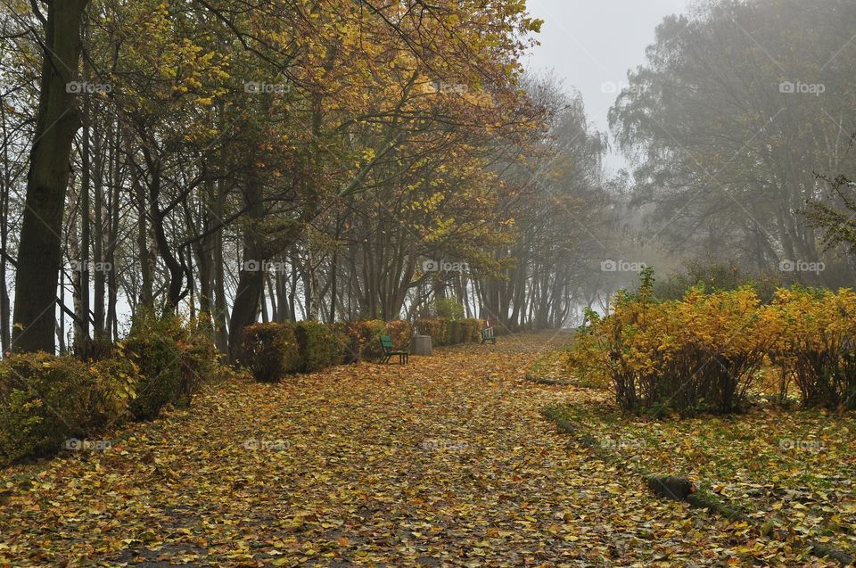 foggy morning in autumn park