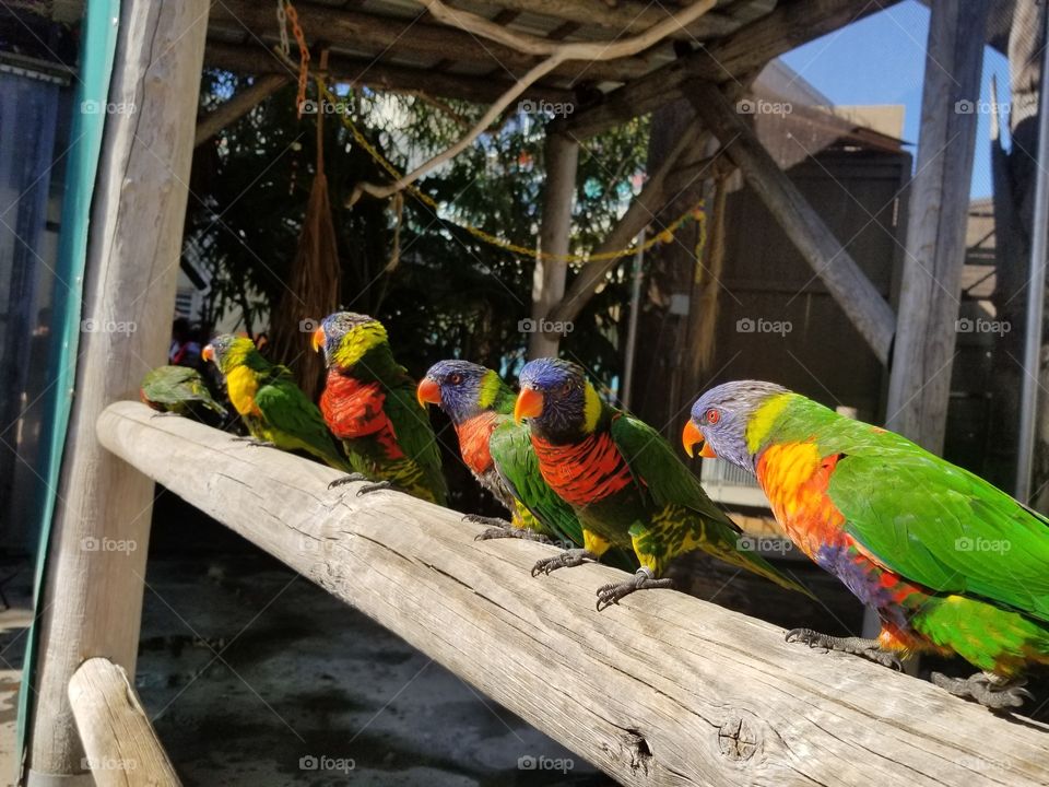 Parrot, Bird, Macaw, Parakeet, Wildlife