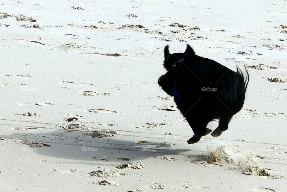 Pet pig flying along the beach.