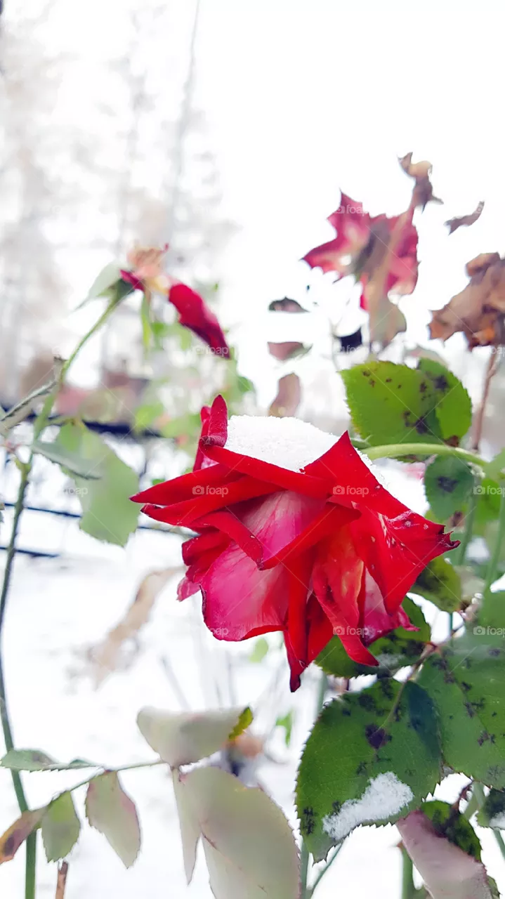 rose