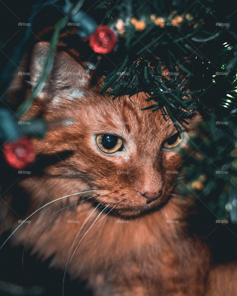 Orange Tabby Under Christmas Tree