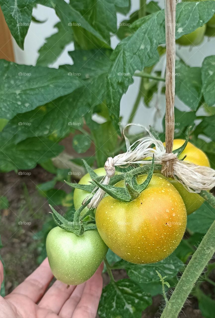 tomatoes gardening love earth