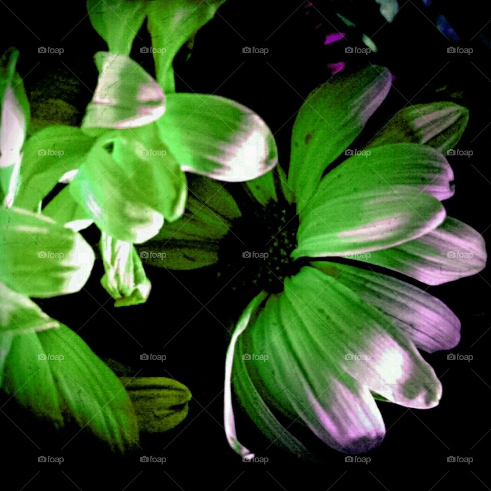 envy. lighting effects