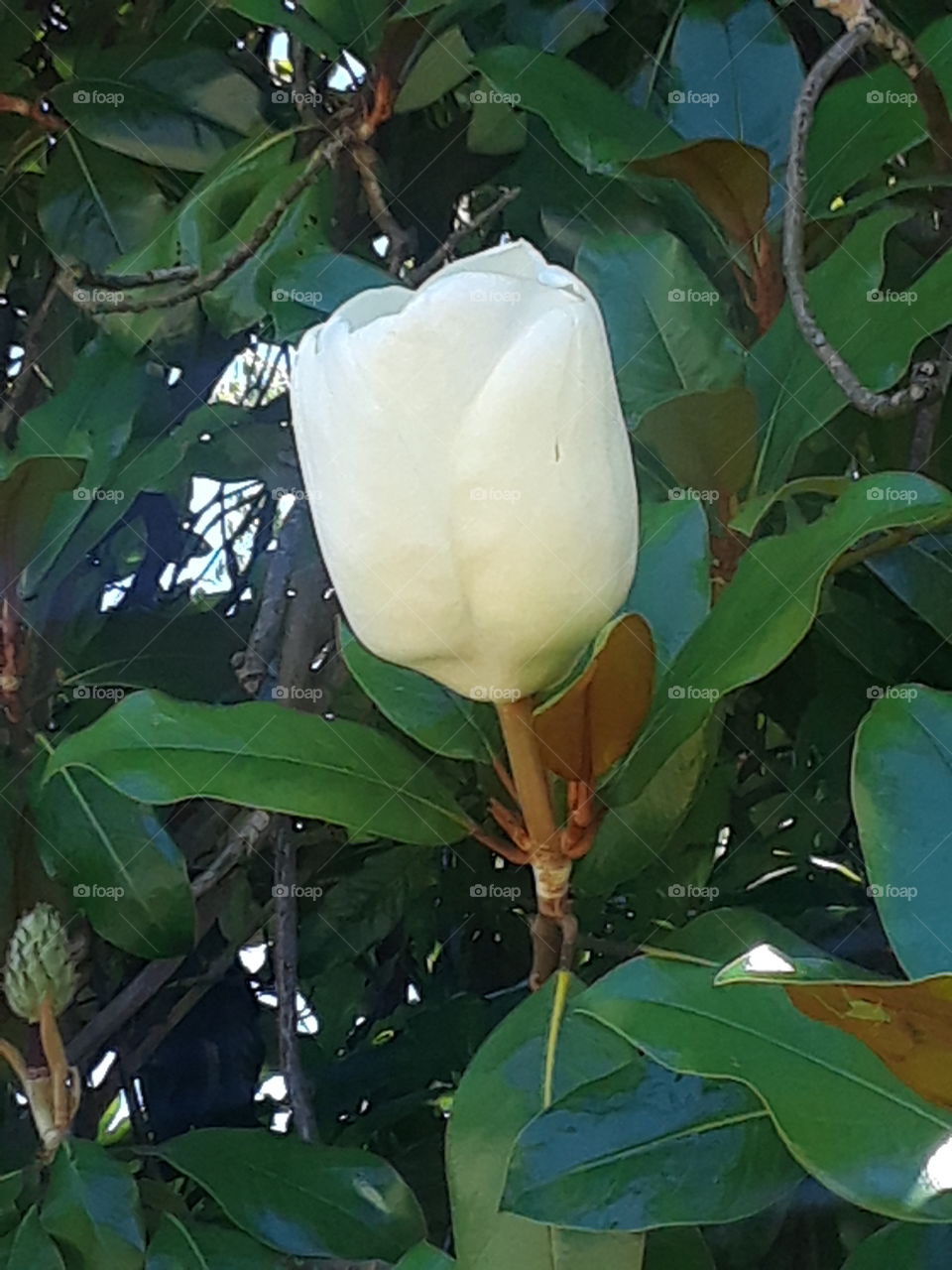 Majestic Magnolia