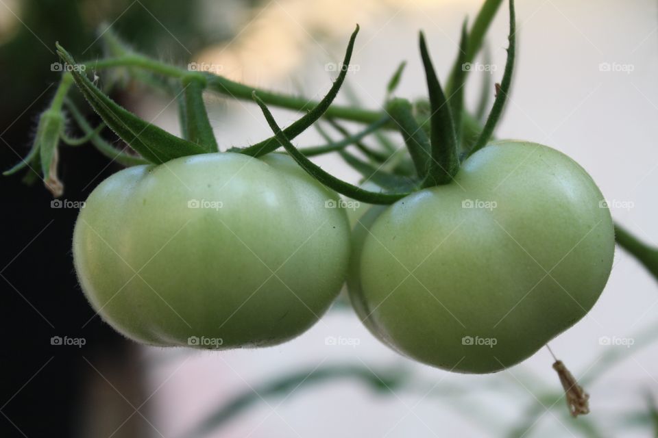 Tomates