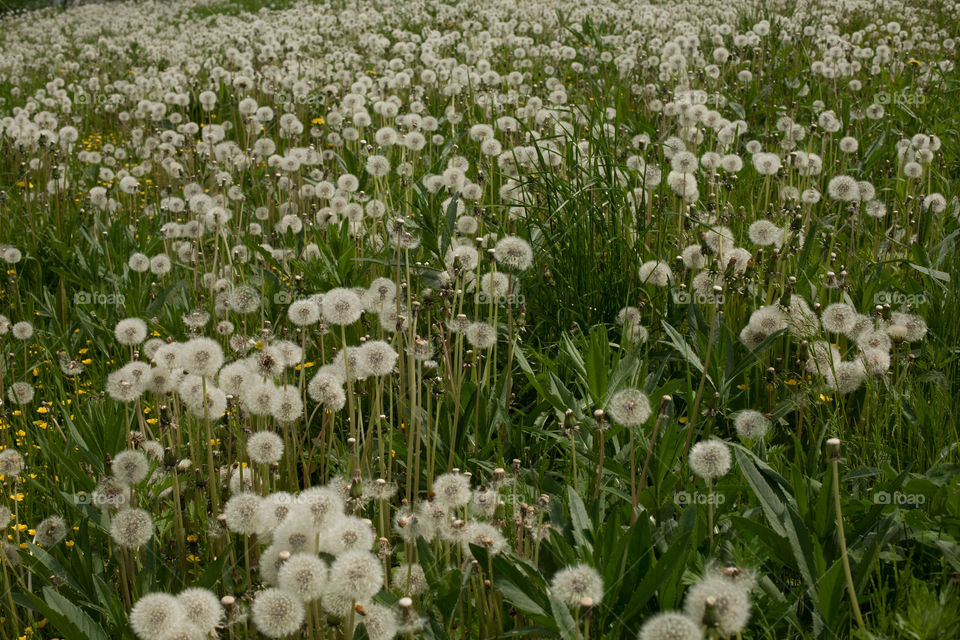 white dandelions