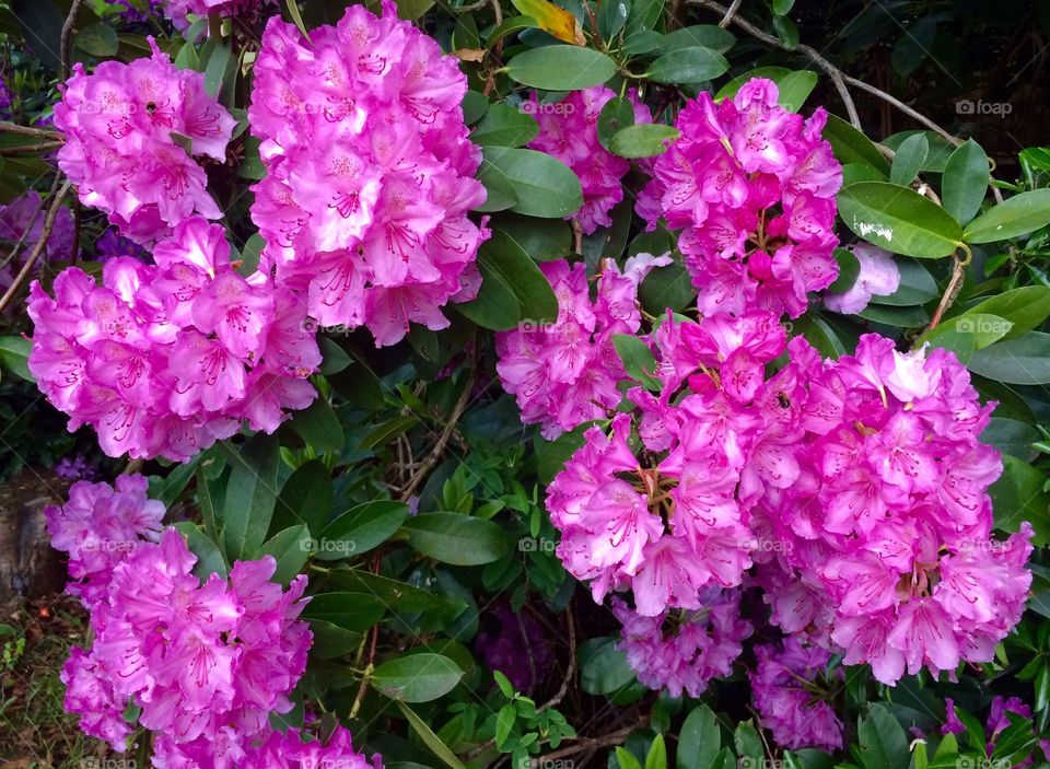 Bees on the spring rhododendrons in my Surrey garden.