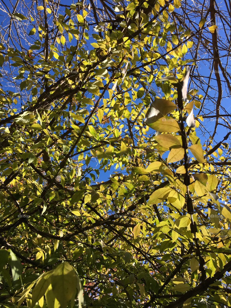 Green leaves in November