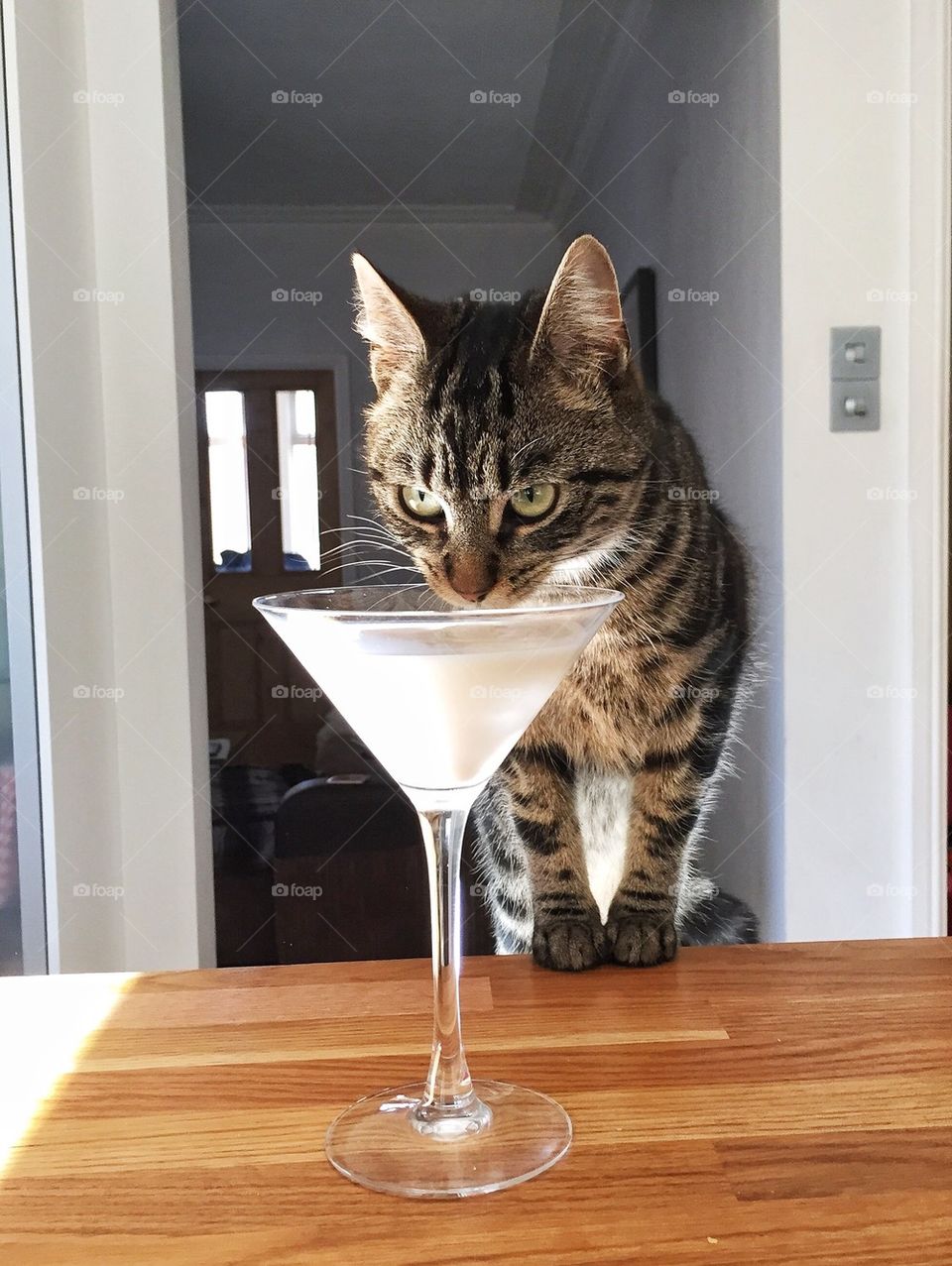 Cat is drinking