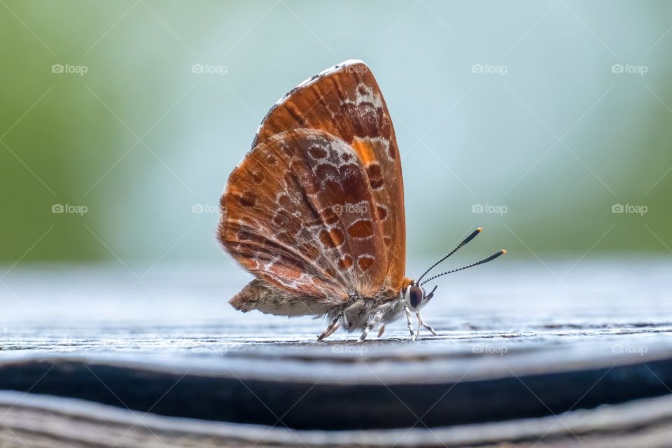 This butterfly is a Harvester (Feniseca tarquinius), and it is the only carnivorous butterfly in North America, as its larvae feed on aphids. Raleigh, North Carolina. 