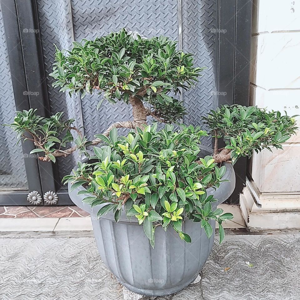 Bonsai tree plant in pot