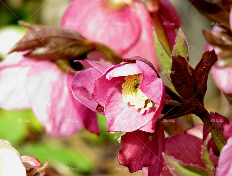 beautiful flower