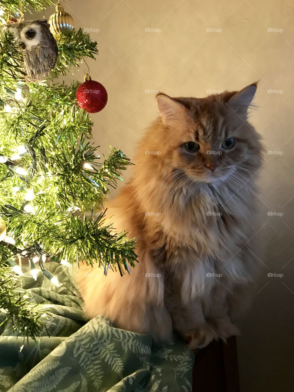 Leo the longhaired orange cat under the tree  