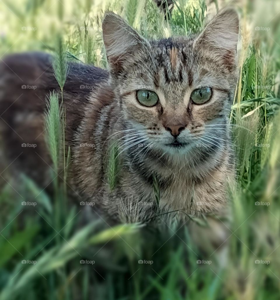 Tabby cat outside in the Grass photo taken in Tooraweenah NSW Australia