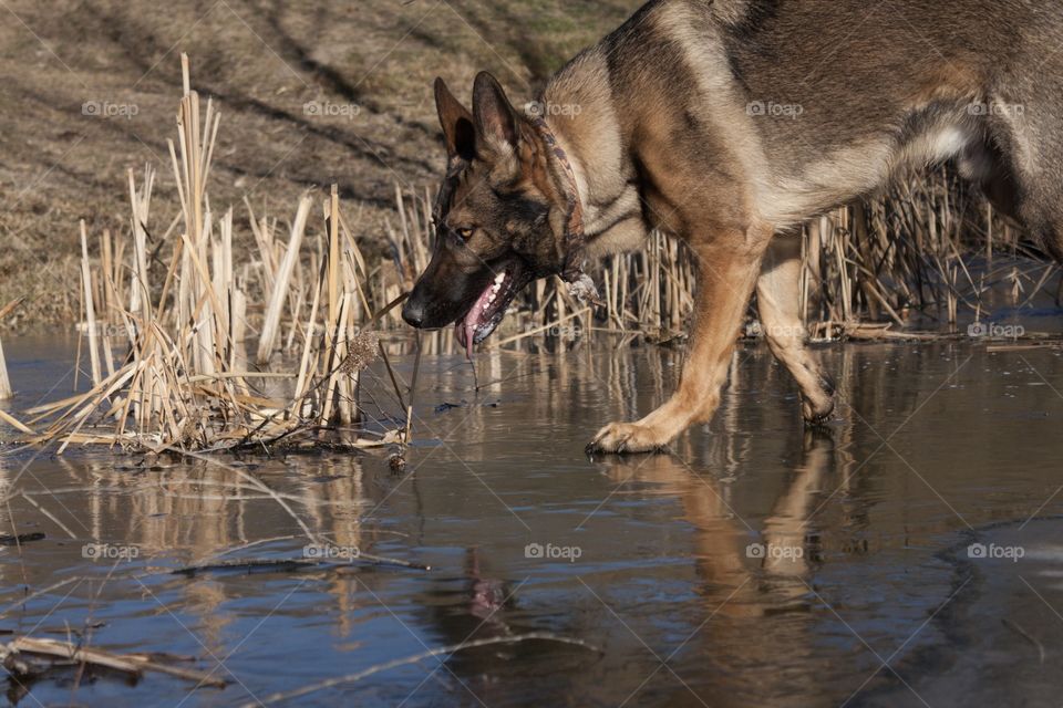 German Shepherd on Ice Pond 