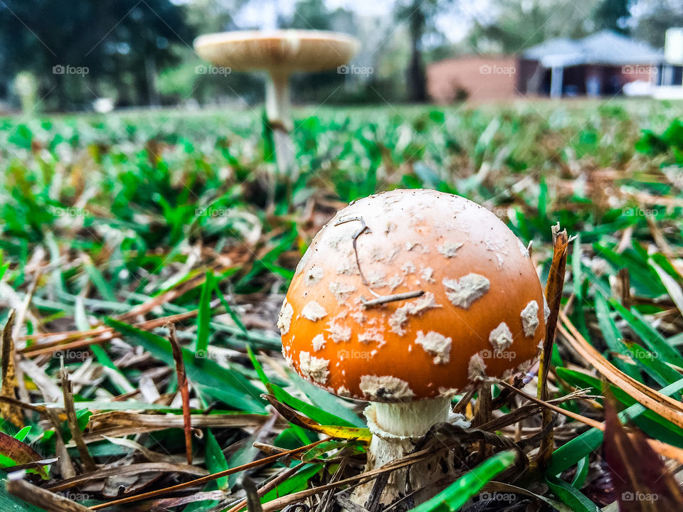 Mushrooms in a grassy field