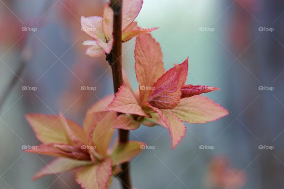 blossoming leaves on a spirea in spring