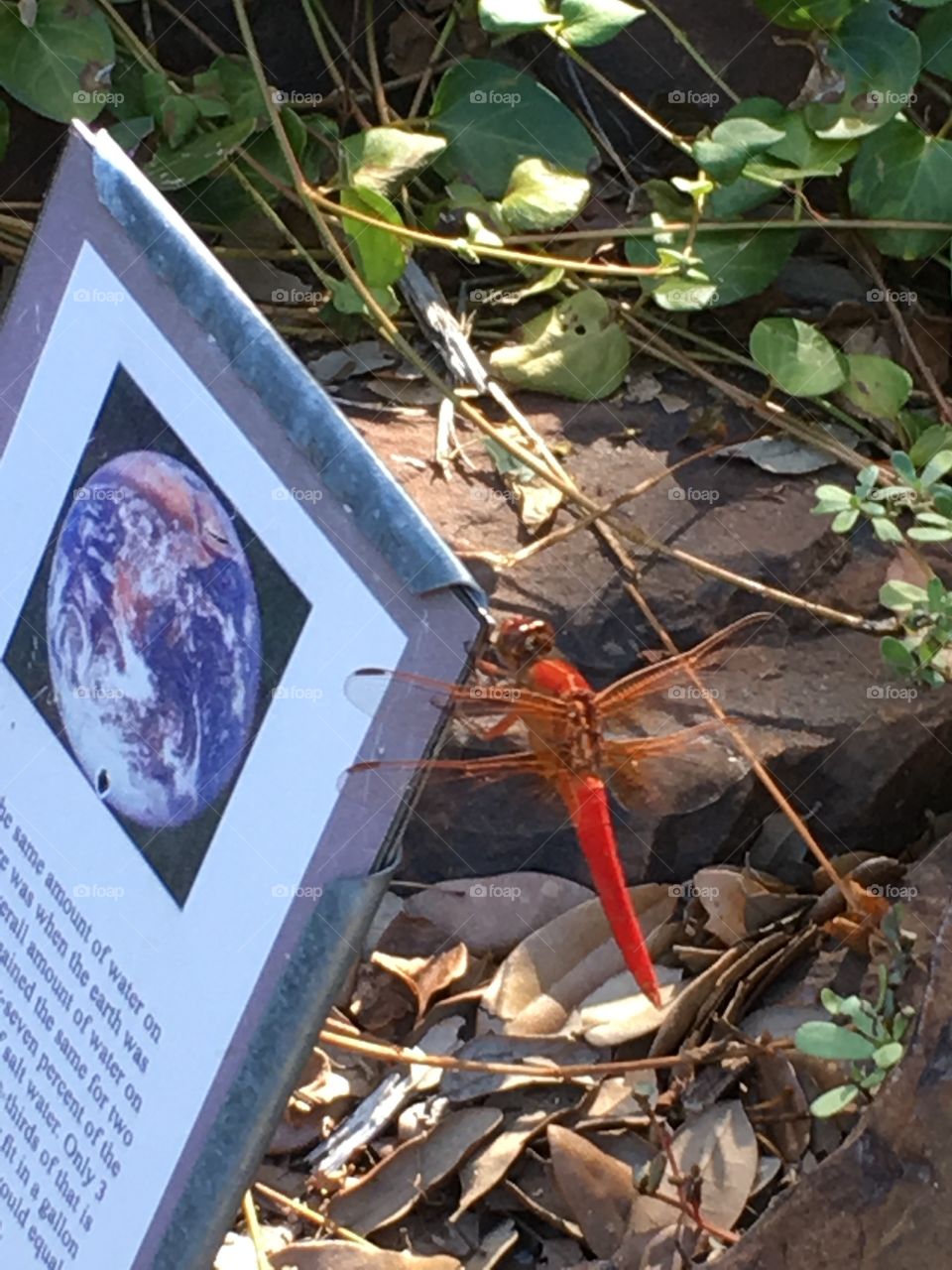 Large red-orange dragonfly perched on a sign in an outdoor artistic pond at University of North Texas