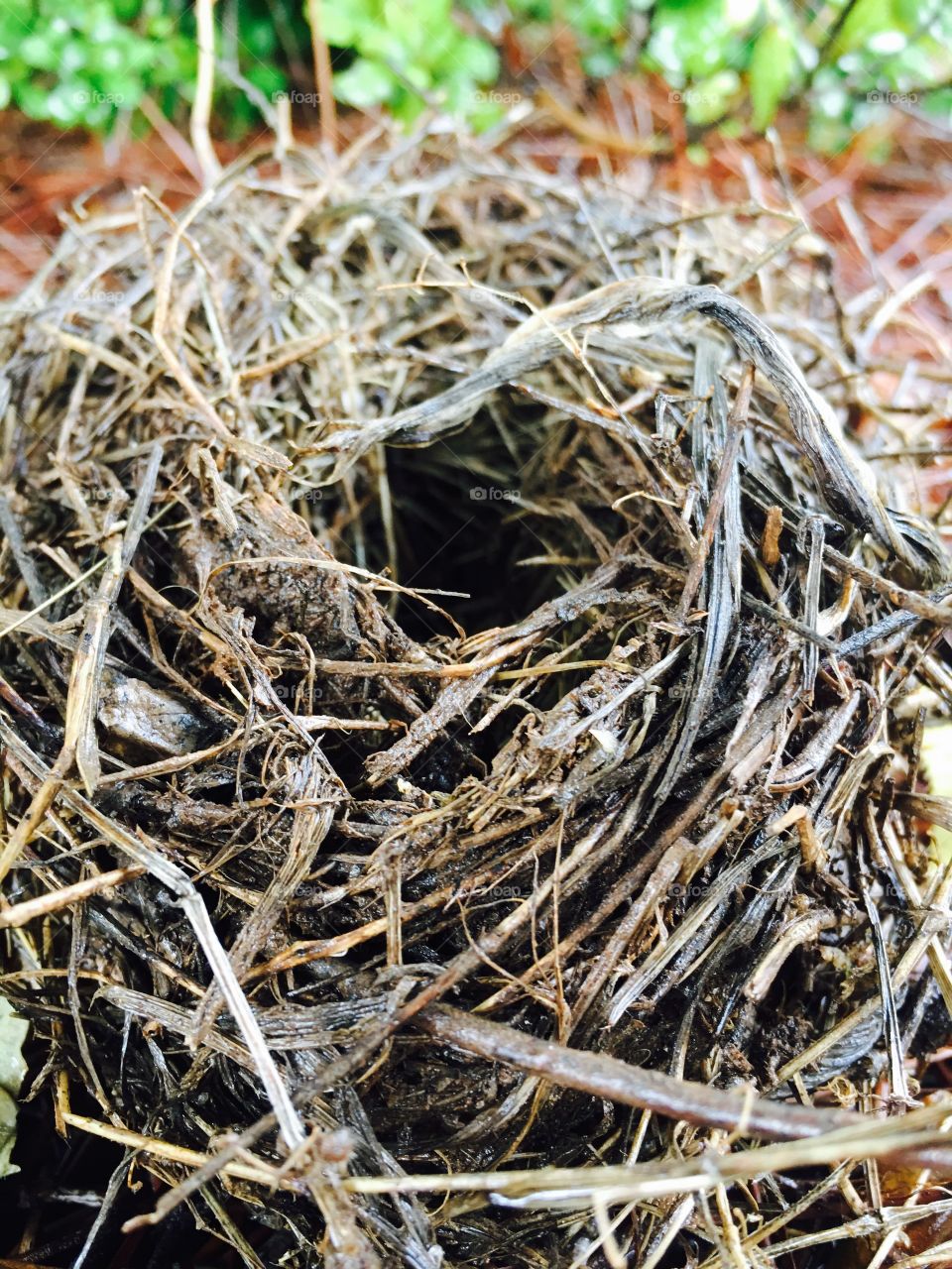Bird's nest.