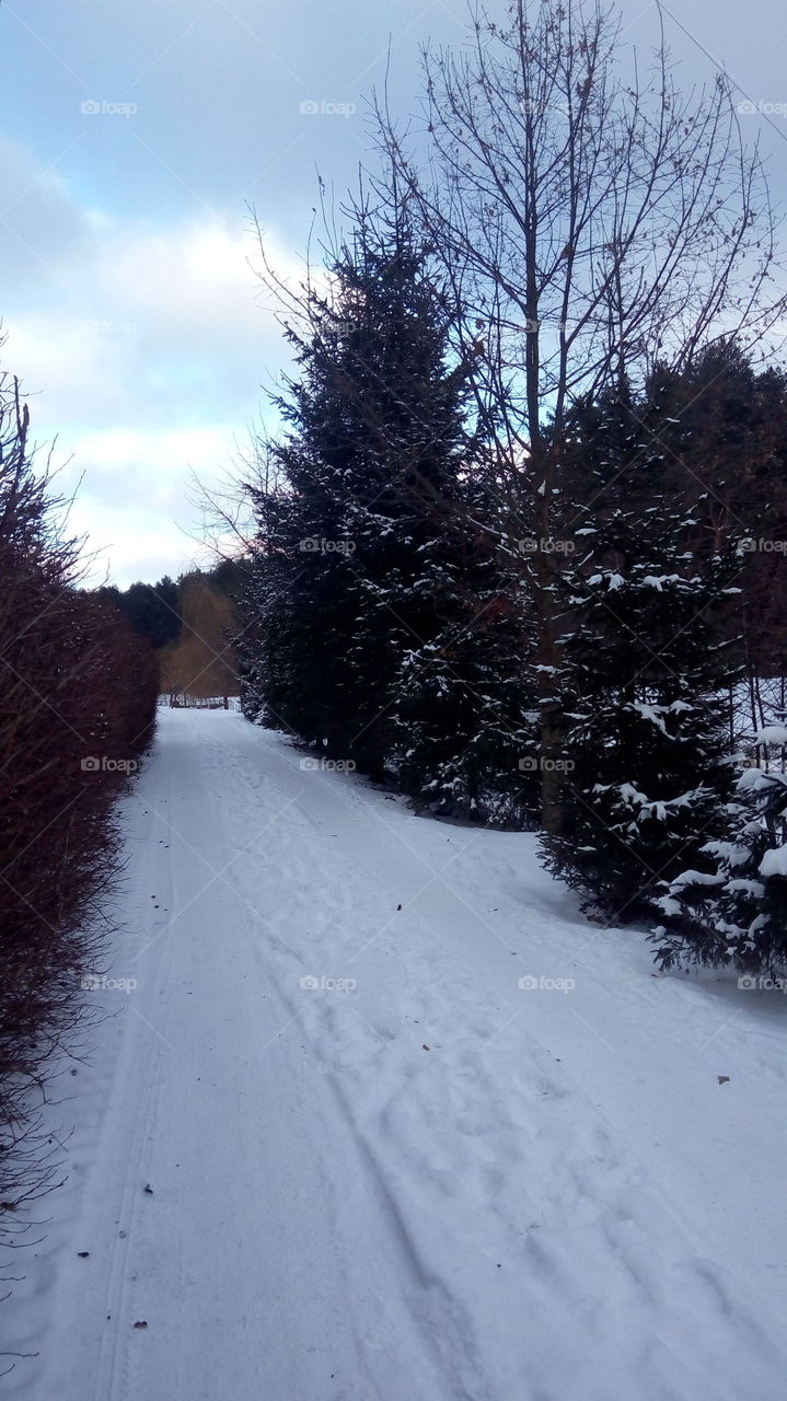 Scenics view of foot path during winter