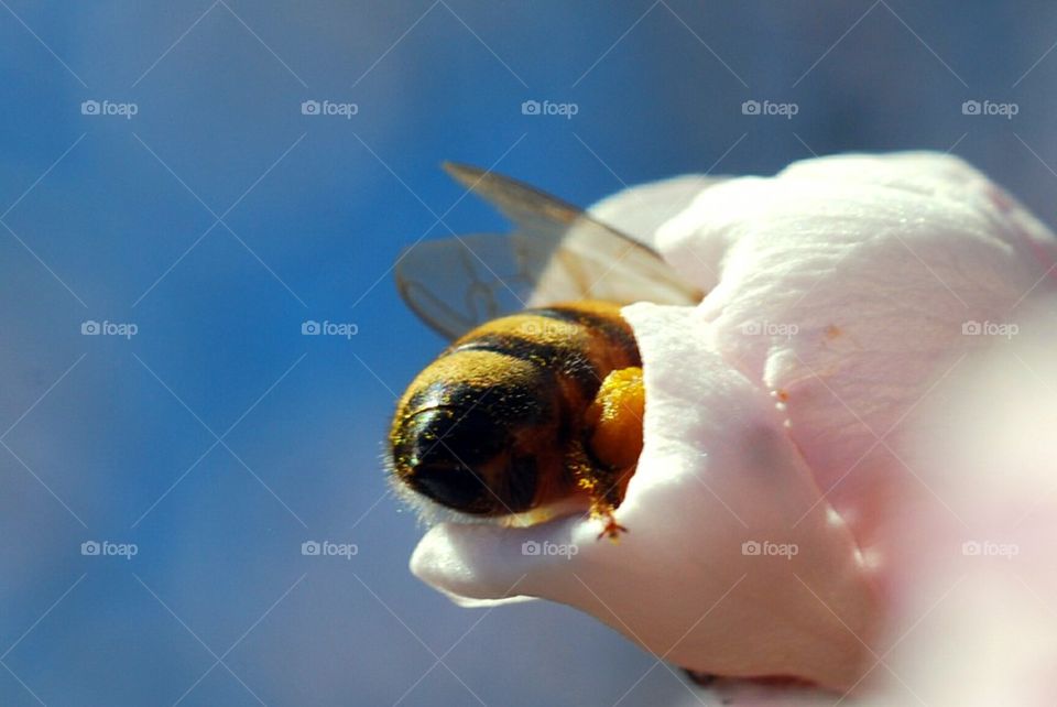 bee closeup in flower