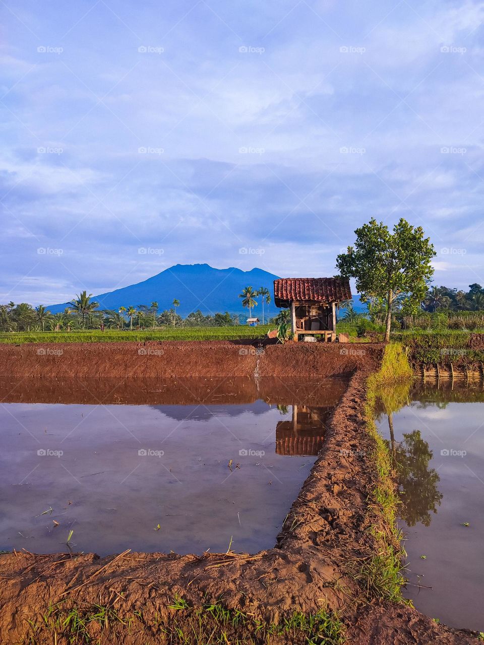 ricefield