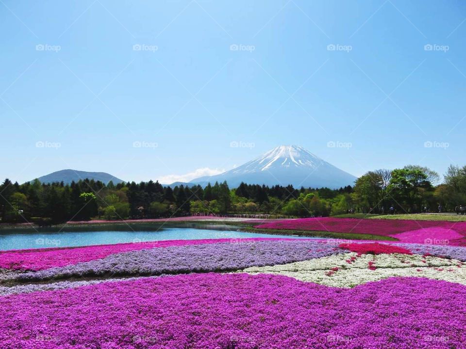 different colors of flowers