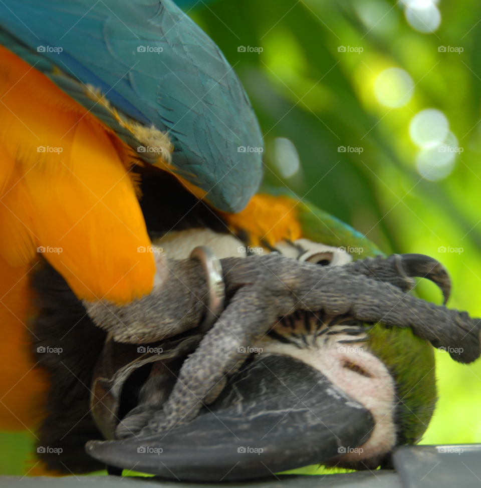 bird pet parrot beak by lightanddrawing