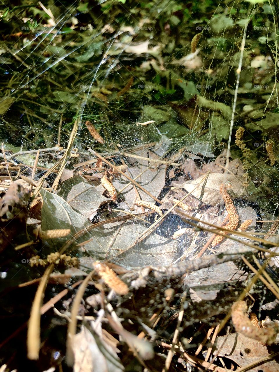 Patch of sunlight on spiderweb 