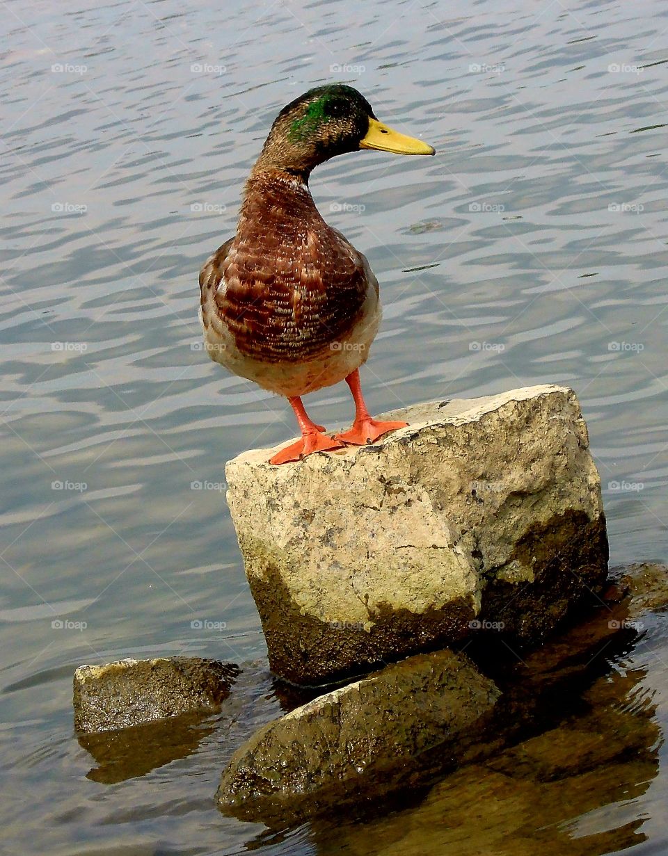 Ente am Rhein