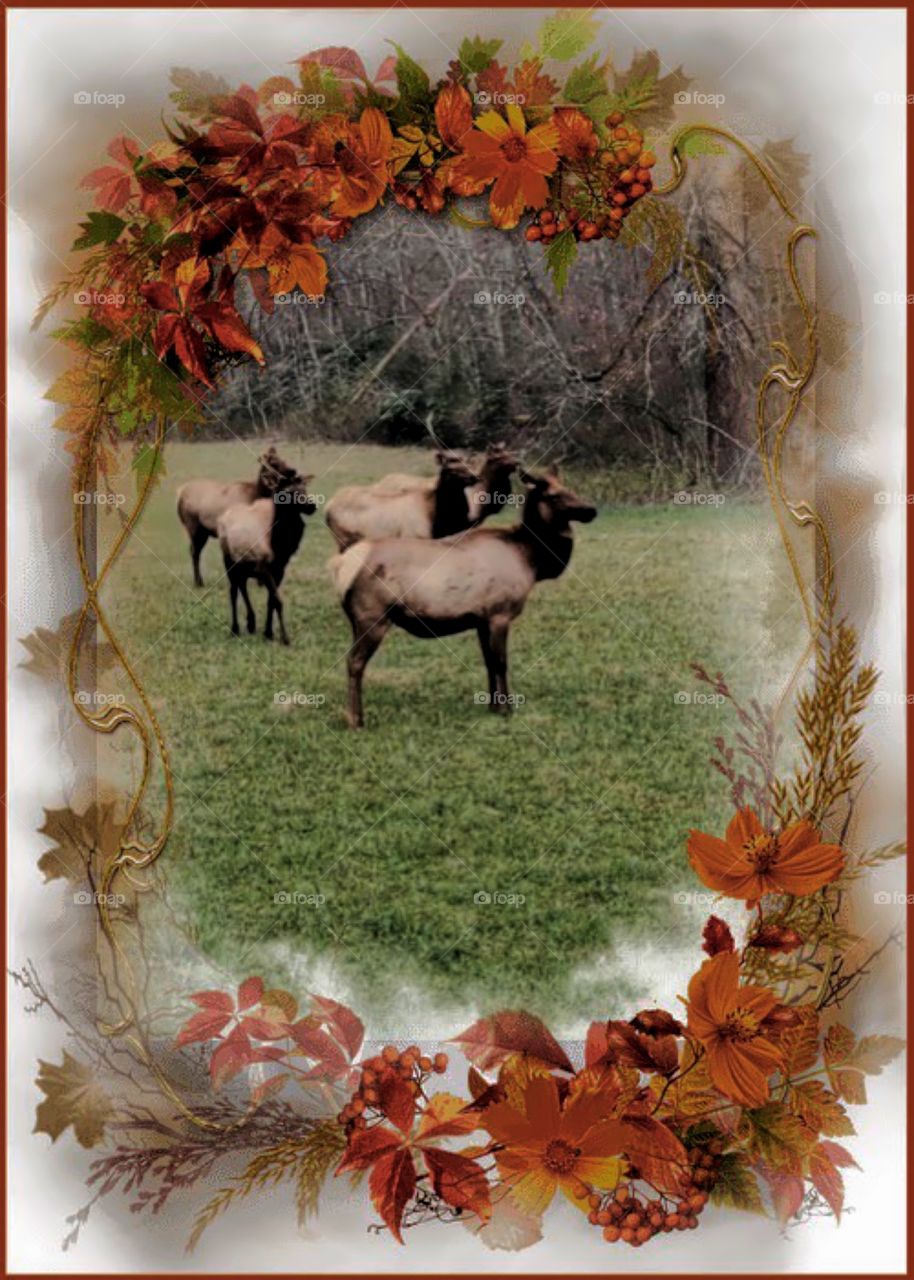 Autumn, Elks, Cherokee National Park, North Carolina 