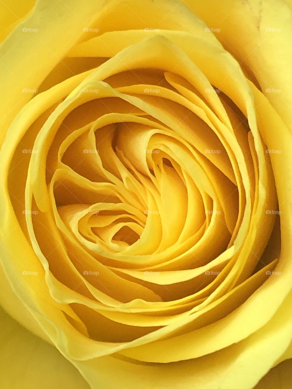 Inside of yellow rose