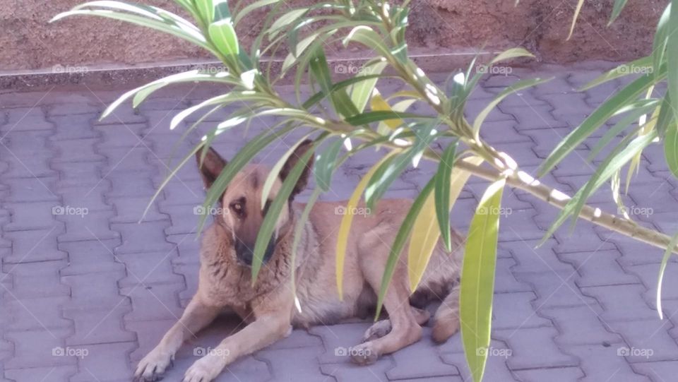 Dog behind plants